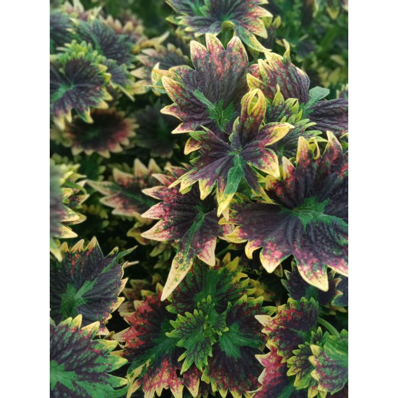 miana_premium/miana_langka/jawerkotok/coleus