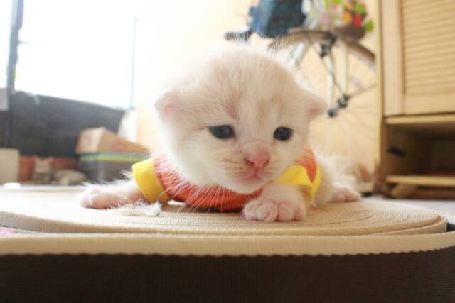 Kaos simple warna orange untuk kucing mulai umur 1 bulan / baju kucing lucu murah terlaris size S-XL
