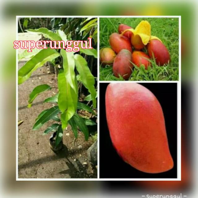 Bibit Mangga Red Emperor Terlaris