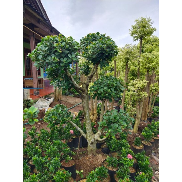 pohon bonsai beringin korea/pohon bonsai beringin dolar