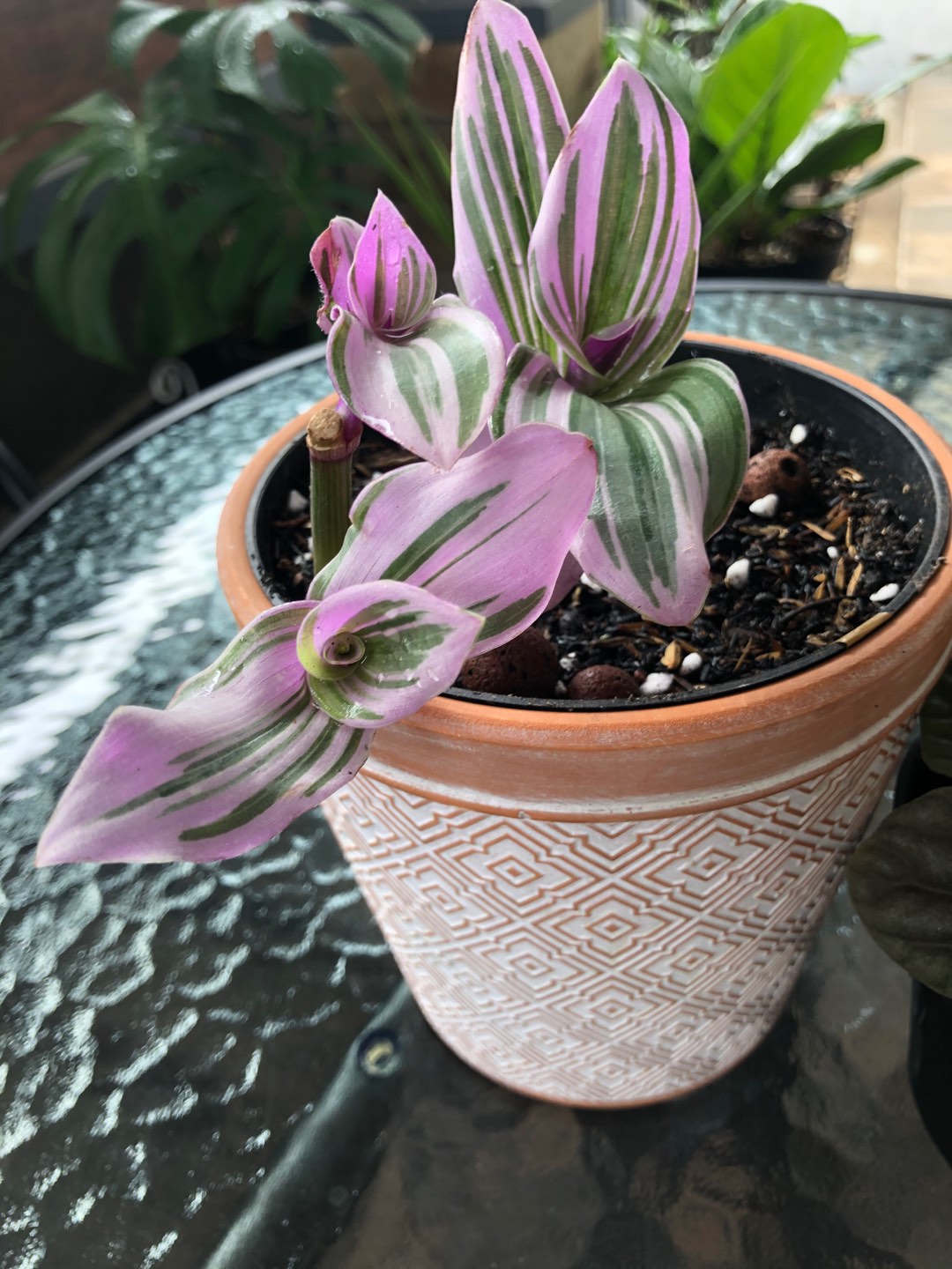 Tanaman Hias Nanouk Tradescantia