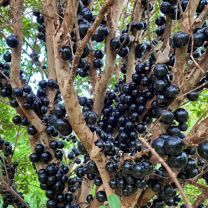 Bibit Anggur Pohon / Anggur Brazil Tinggi 1 Meter Batang Besar Cepat Berbuah