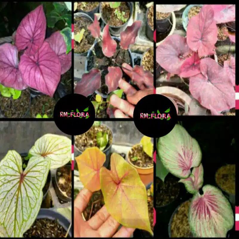 paket 6 bonggol keladi