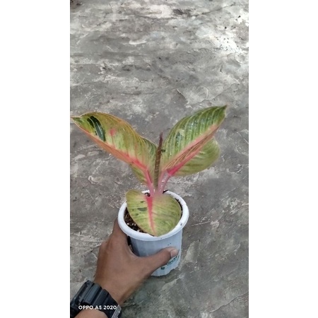 Aglonema goliath trah merah