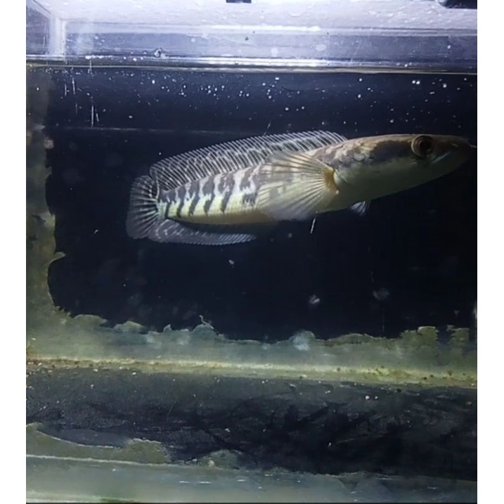 maru.ys bar simet ukuran 17cm