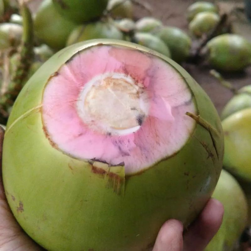 

Kelapa Hijau Fresh Organik / Kelapa Merah / Kelapa Obat / Kelapa Wulung