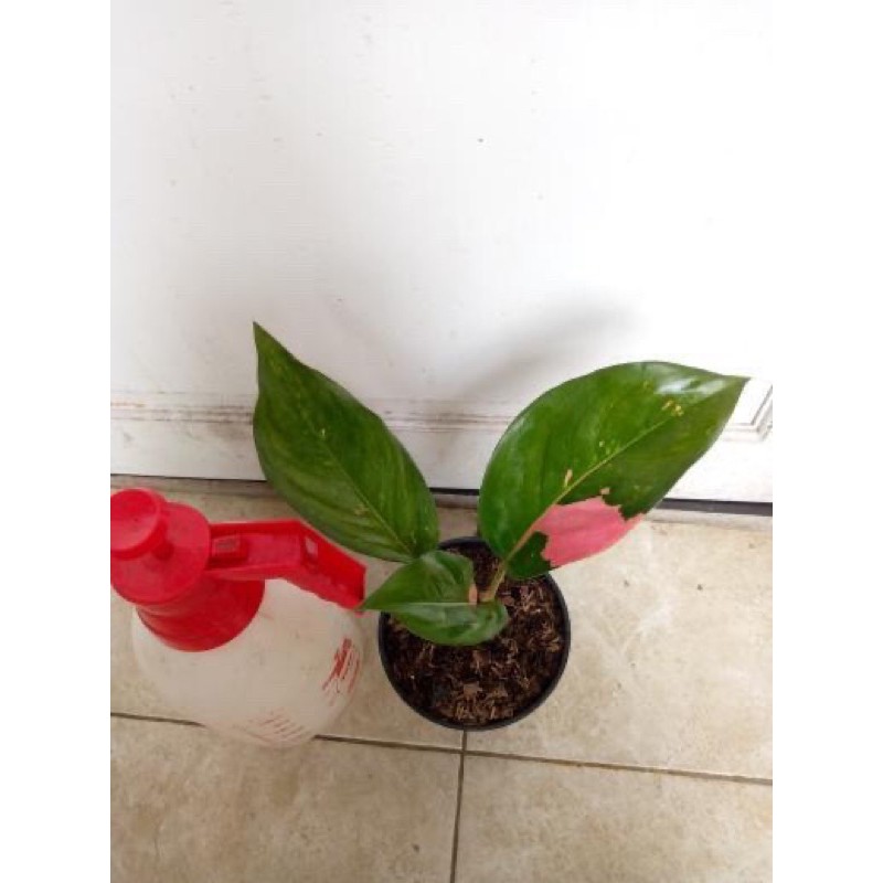 Aglonema Kochin Belang