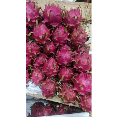 

Buah naga merah