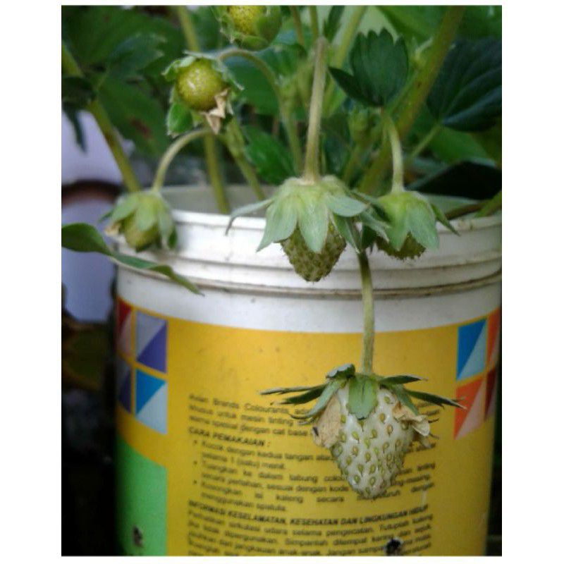 Bibit Tanaman Buah Strawberry Putih