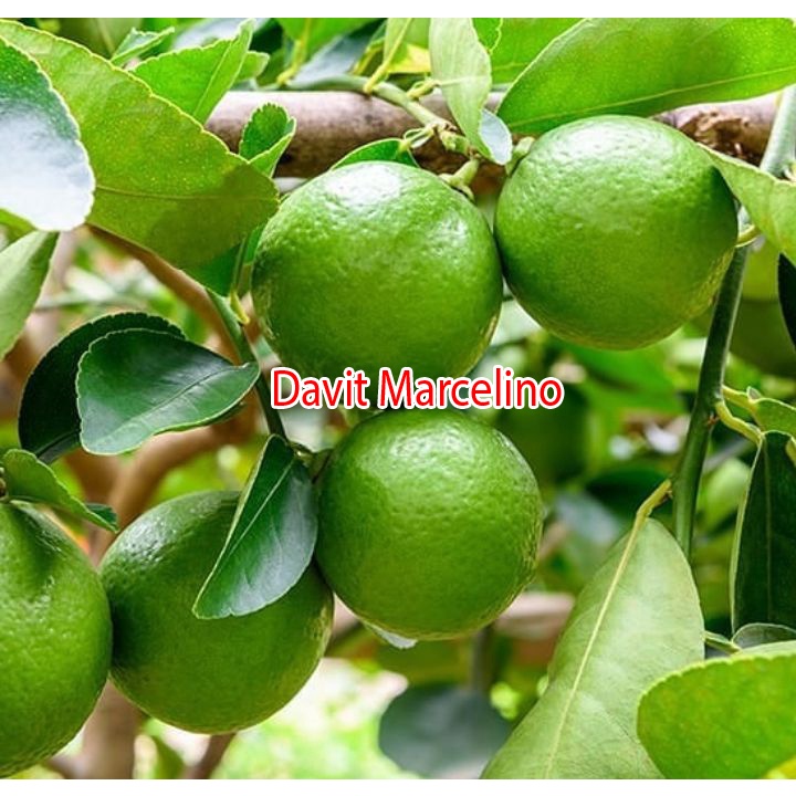 Bibit Jeruk Nipis Sudah Berbuah Spesial