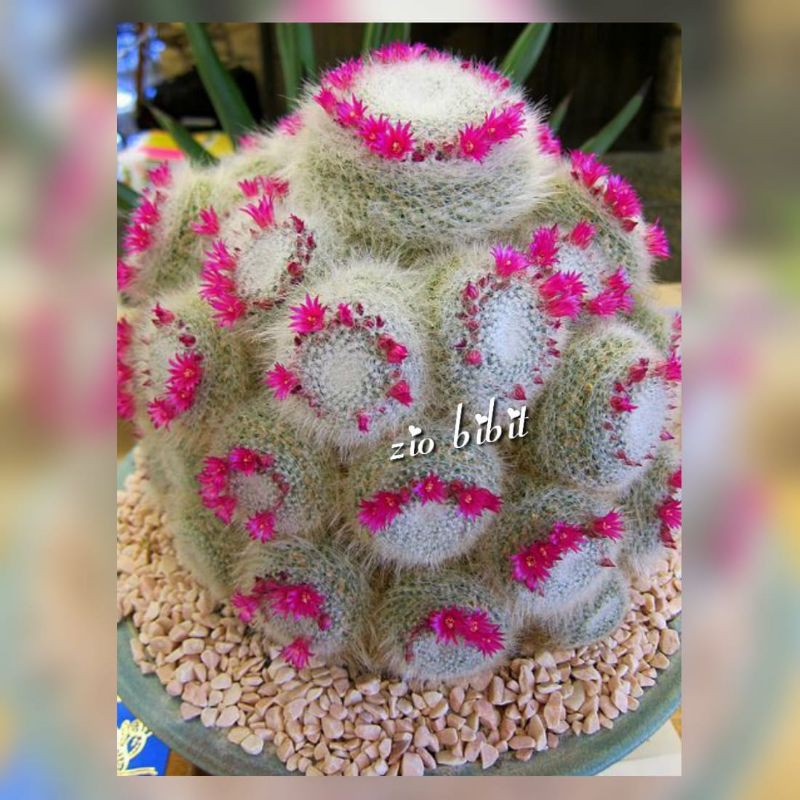 Benih Bibit Biji Kaktus Sukulen Tanaman Kaktus Hias Mini Import Hamasaki