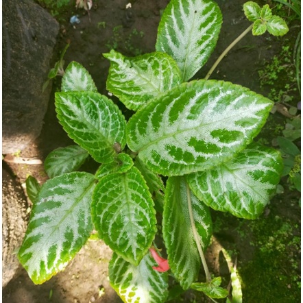 Tanaman Hias Bunga Gantung Episcia Daun Hijau bunga Warna Merah Tanaman Bunga Gantung Berkualitas