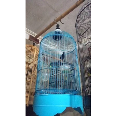 Burung Decu Jawa Kacer Mini Voer Total Shopee Indonesia