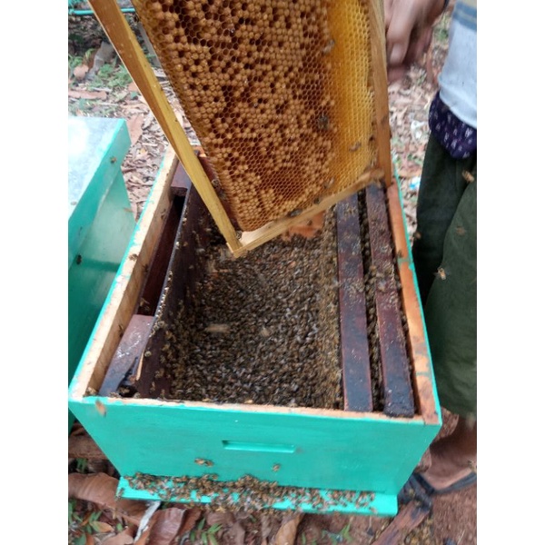 

Piscoklegit_ Madu Fayola Madu Murni Asli Nektar Bunga 1Kg