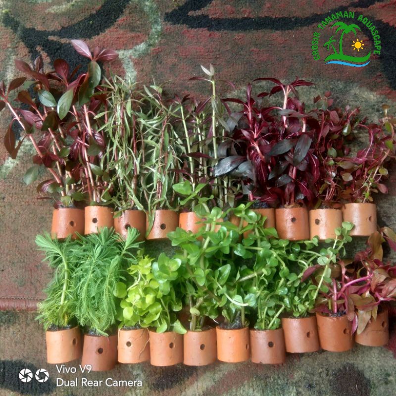 Paket Campur Tanaman Aquascape - Paket Tanaman Air Aquarium - Paket Hemat Tanaman Akuarium - Tanaman