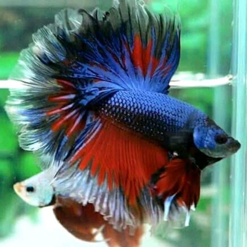 halfmoon size XL (bisa reques warna)