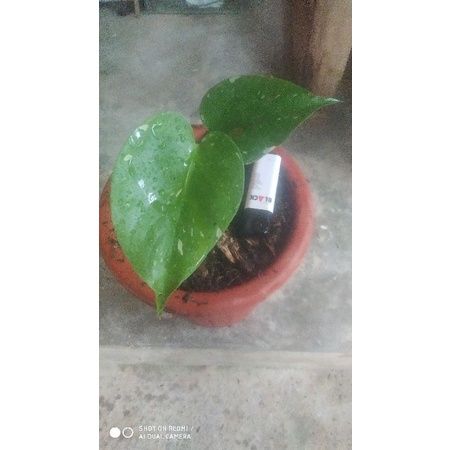 monthai