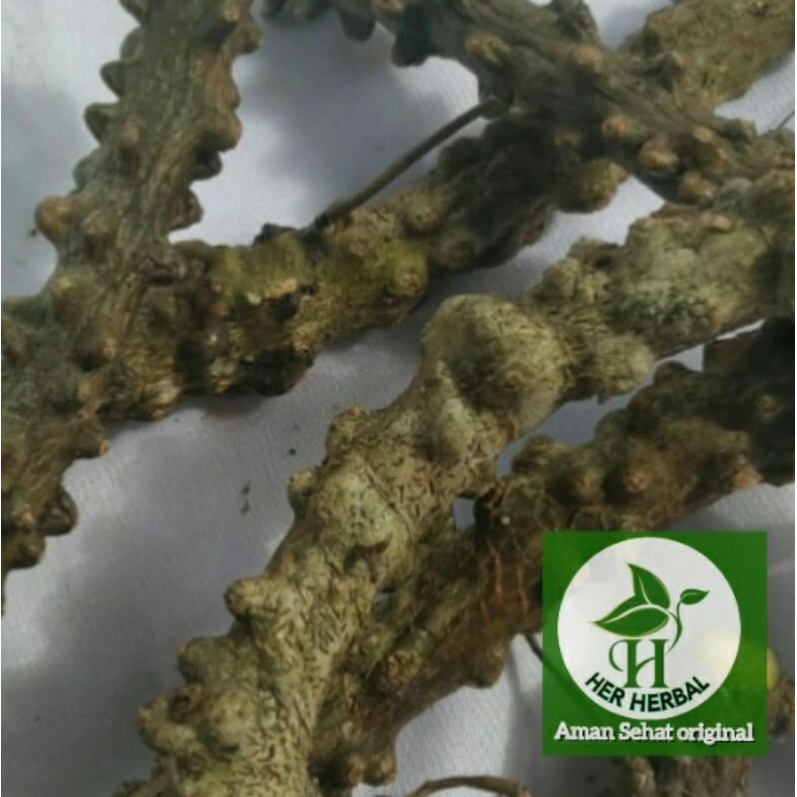 

Akar brotowali Segar berkwalitas 1kg
