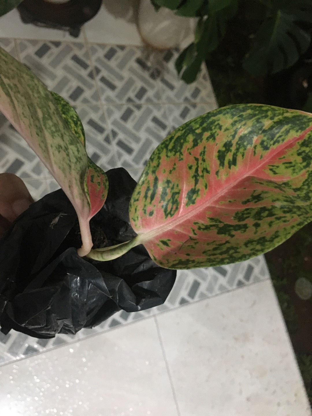 [bisa Cod] Aglonema Heng Heng (tanaman Hias Aglaonema/aglonema)