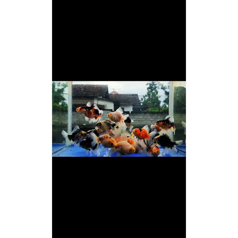 Oranda Rosetail calico,kirin,sapi,sakura