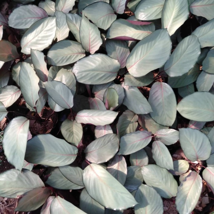 tanaman hias calathea silver - calathea silver