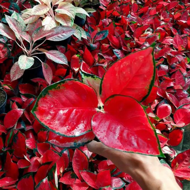 Bibit Bonggolan Aglonema Suksom Jaipong Culture Petani Aglonema Petani Aglonema3