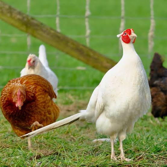 

TELUR AYAM HIAS RINGNECK PHEASANT JENIS WHITE FERTIL ASLI UNTUK DITETASKAN