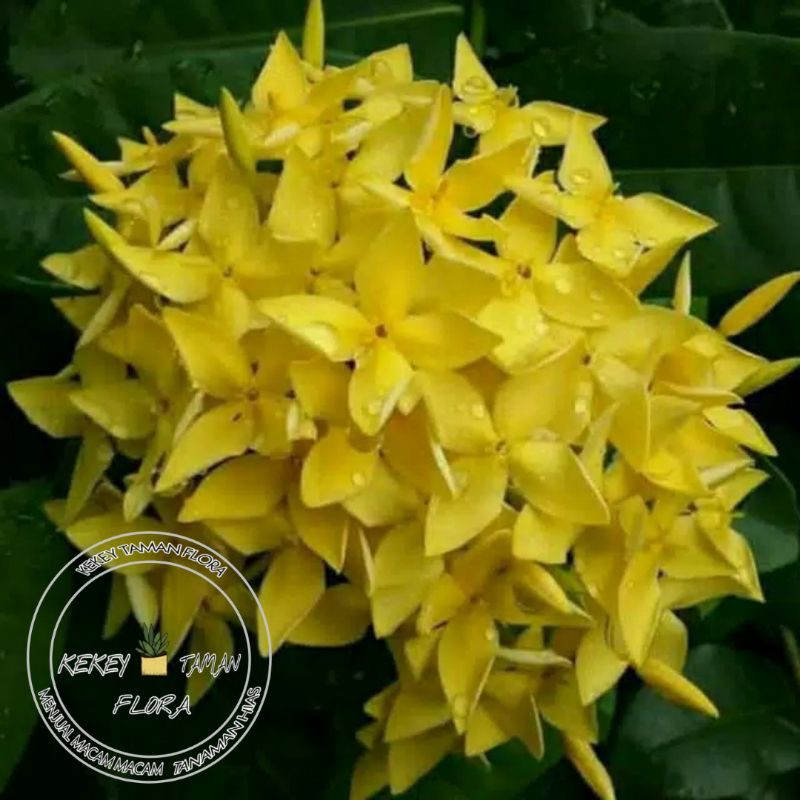 Tanaman Hias Bunga Asoka Bunga Kuning-Asoka Bunga Kuning