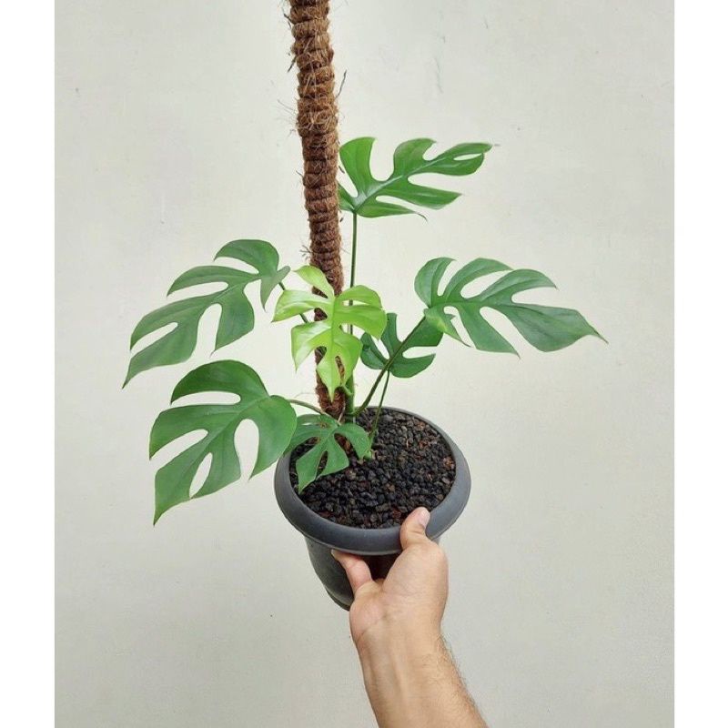 tanaman hias raphidopora tetrasperma - monstera raphidopora tetra sperma