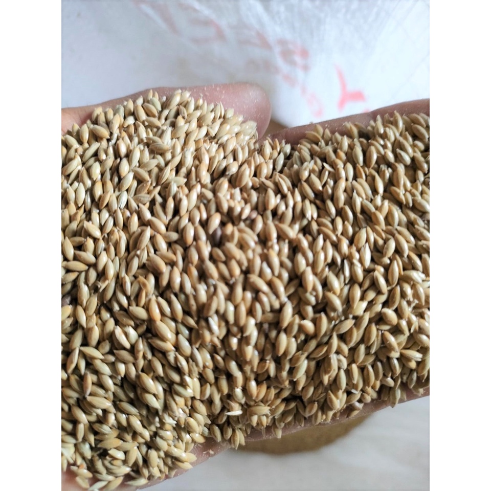 Canary Seed 25 kg Biji Kenari Pakan Makanan Burung Lovebird Love Bird