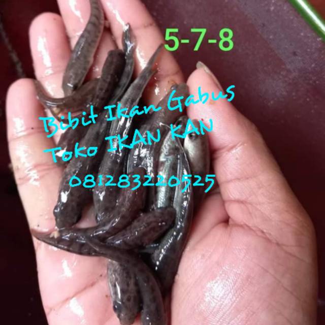 Bibit ikan gabus air tawar