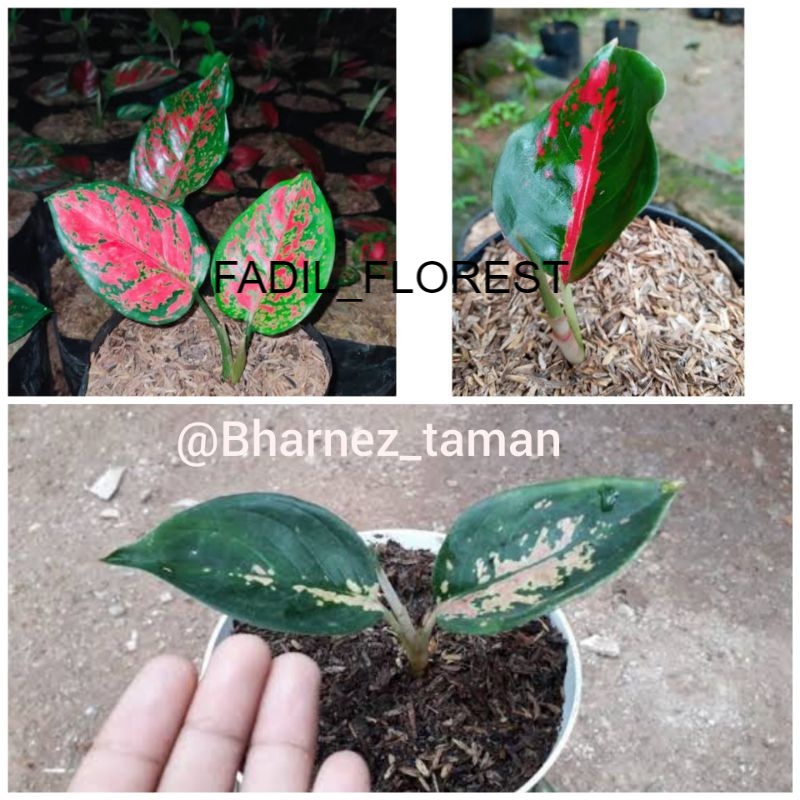 PAKET 3 BABY AGLONEMA DUD ANJAMANI, SUKSOM JAIPONG, SULTAN BRUNAI SEED_AGLONEMA