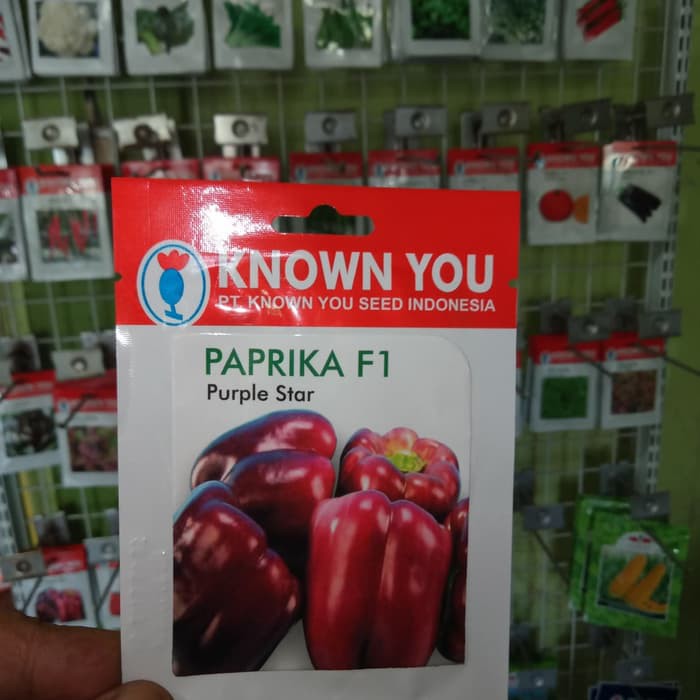 

Unik Benih Paprika F1 PURPLE STAR Known You Seeds Original Pack Limited