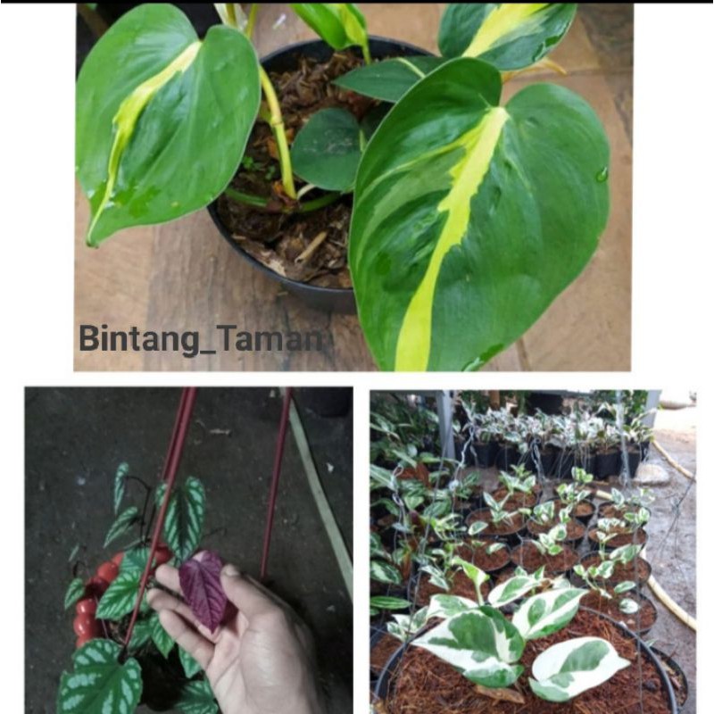 Paket 3 tanaman hias sri gading-sri gading