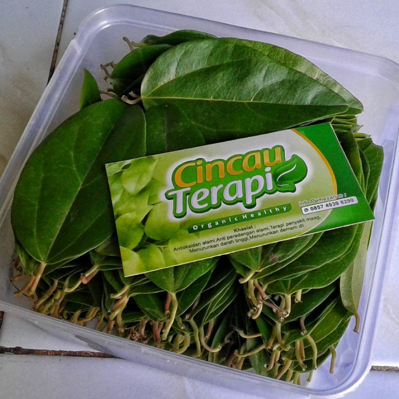 

Daun Cincau Hijau " Terapi " - Cocculus Orbiculatus/Cincau Rambat Non Perdu
