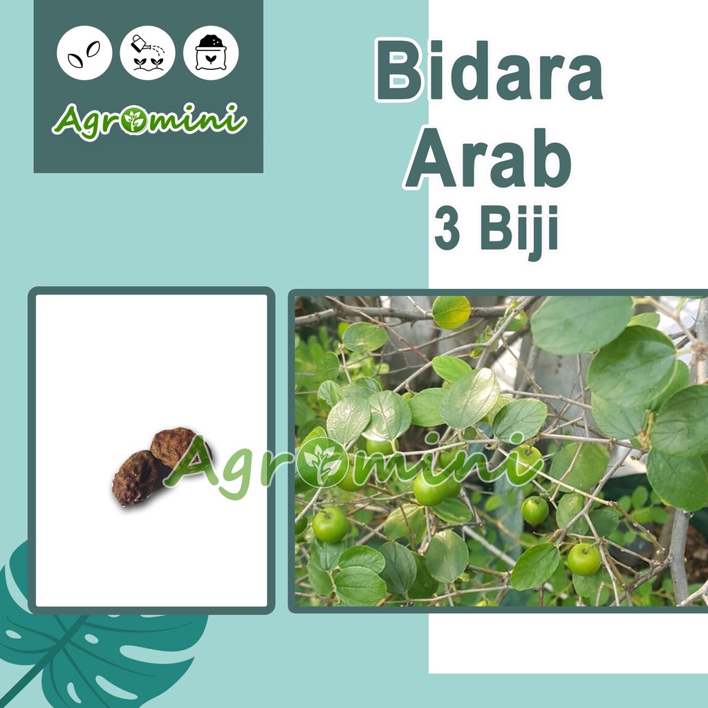 

3 Bibit Bidara Arab Super Benih Bidara Arab Asli Blm Pecah Cangkang Siap Tanam Tanaman Herbal Unggul