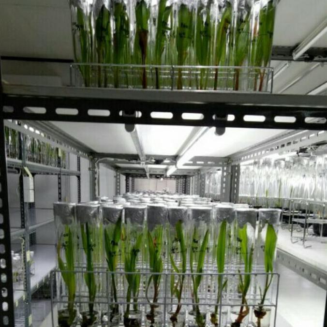 Sepasang Bibit Kelapa Kopyor Kultur Dalam