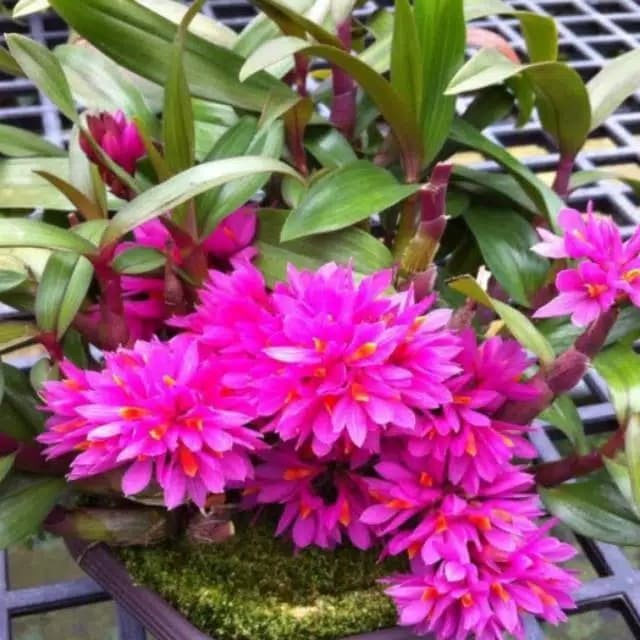 Anggrek Dendrobium Hibiki Dewasa L new terlaris