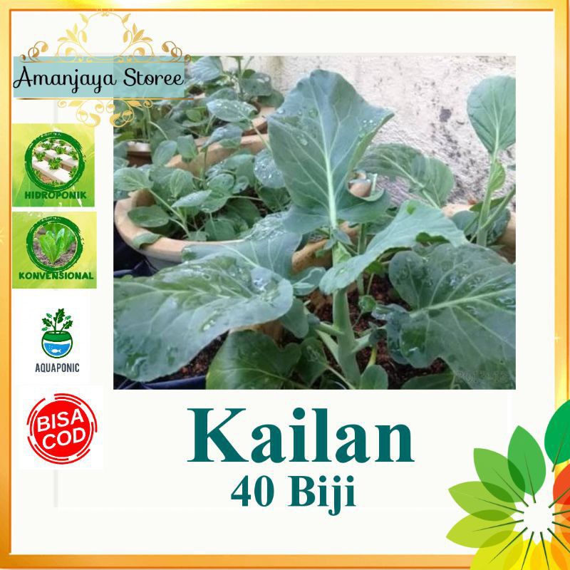 benih sayuran sawi kailan