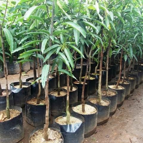 READY BIBIT MANGGA INDRAMAYU TANAMAN BUAH MANGGA INDRAMAYU BIBIT MANGGA
