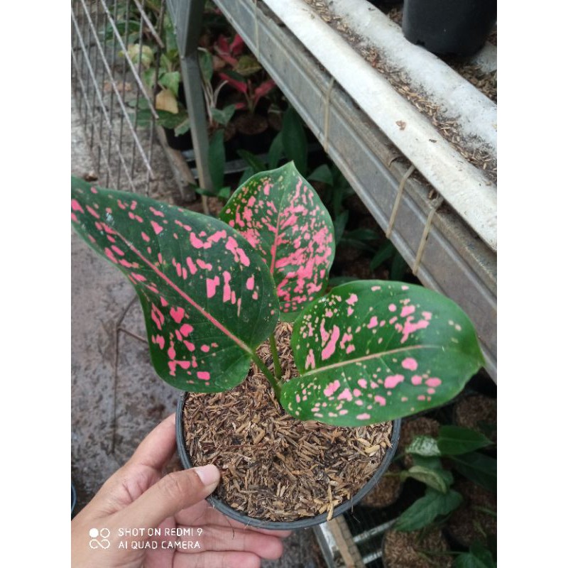 aglonema pink dalmation