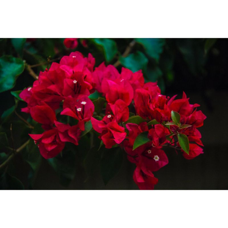 promo tanaman pohon bunga Bougenville bunga merah cabai / tanaman