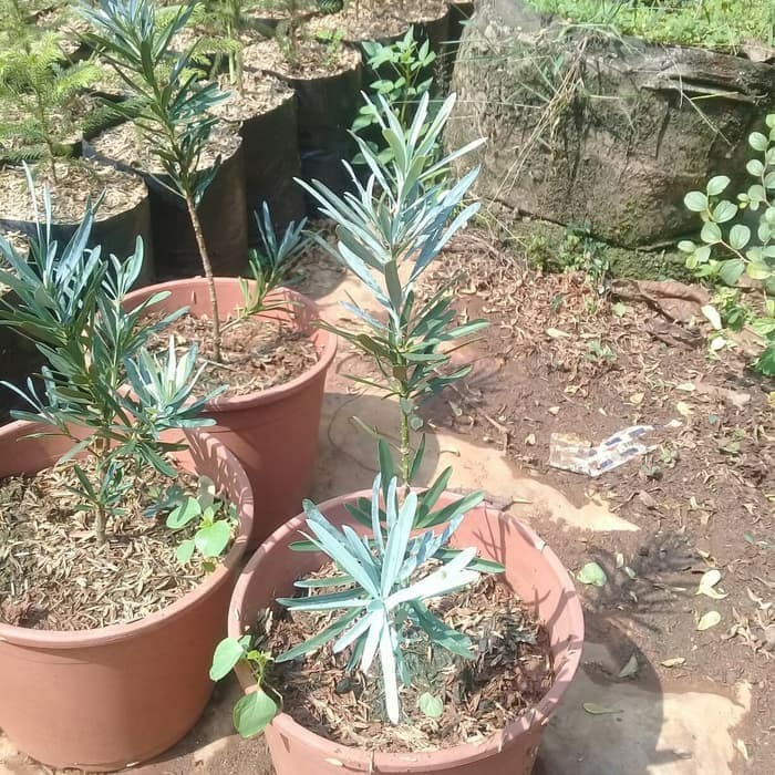 Lohansung Daun Silver tinggi 30 cm