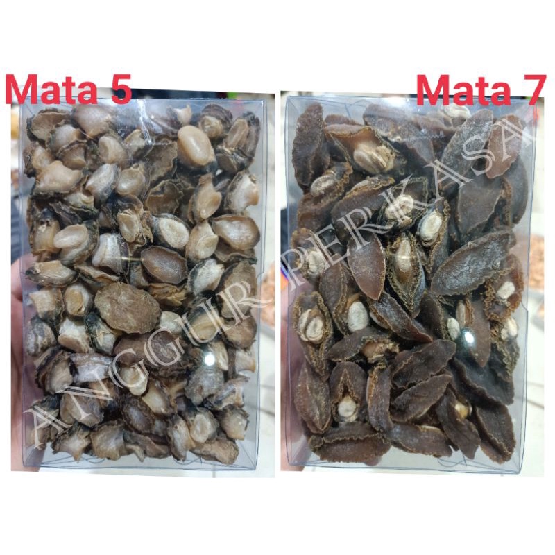 

ABALON / ABALONE / BAO YU / BAO HU - KUALITAS PREMIUM