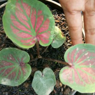 Caladium Tambuna Keladi Hias Thailand Shopee Indonesia