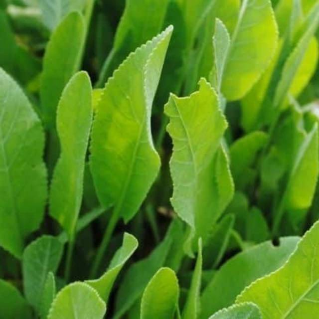 

Daun Kunyit Bumbu Masak