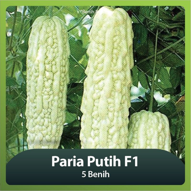 benih/ bibit paria putih f1 isi(5biji)