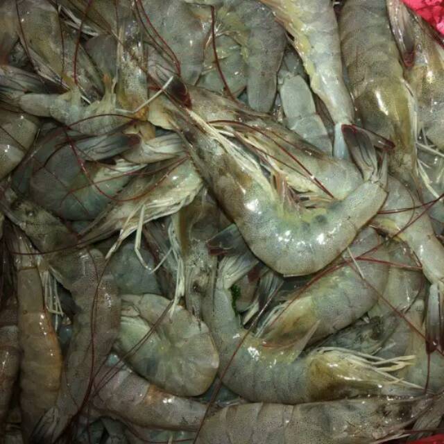 

Udang udang segar