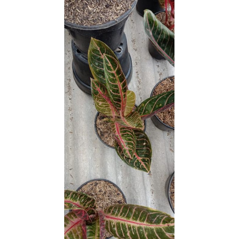 bibit aglonema red sumatra