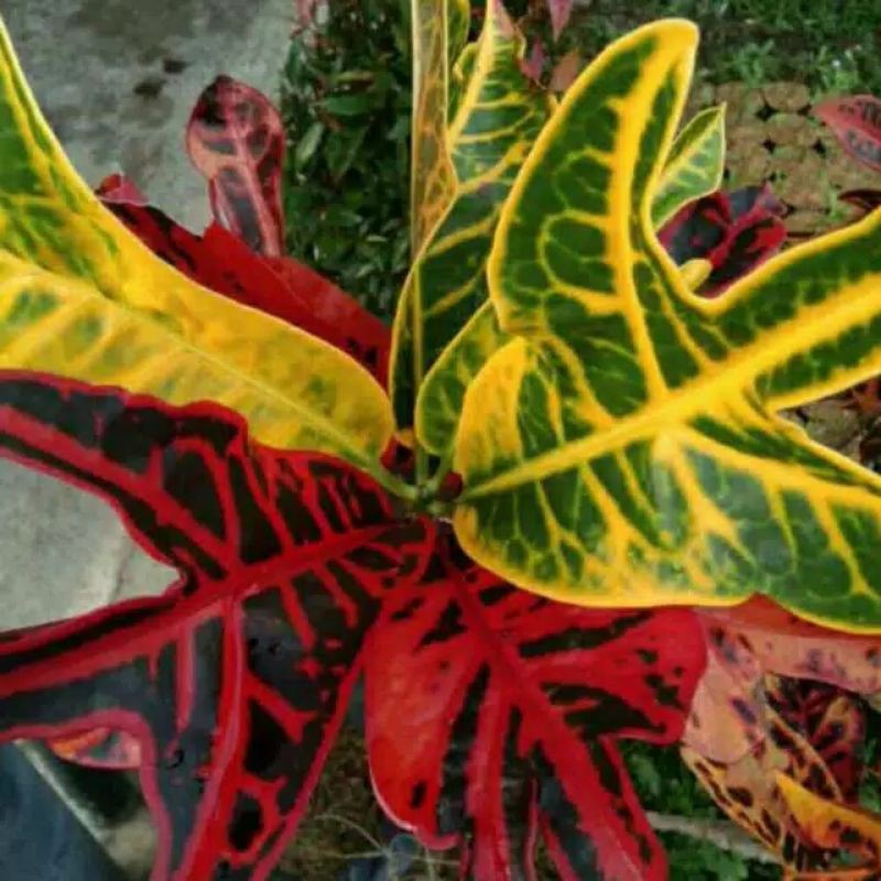 tanaman hias puring jet--tanaman hias puring